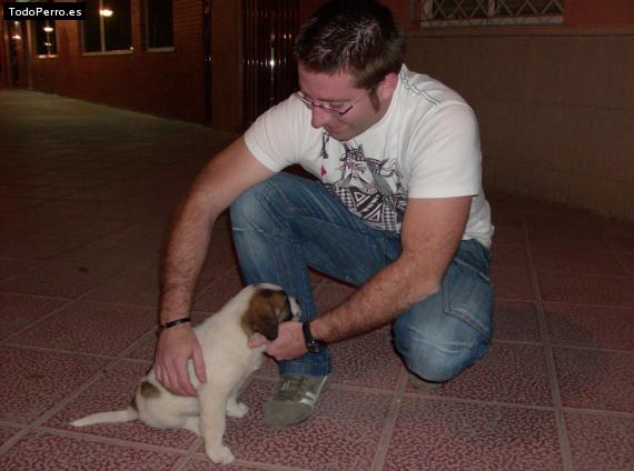 Foto del perro Conan