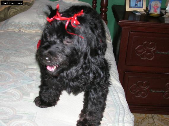 Foto del perro Jenny
