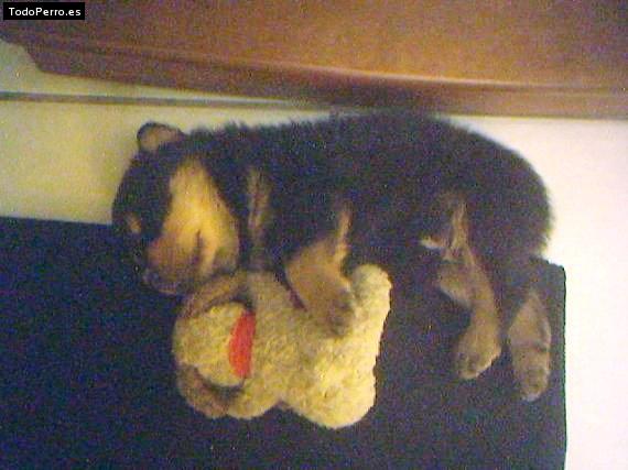 La foto del perro Polo Foto del perro Polo