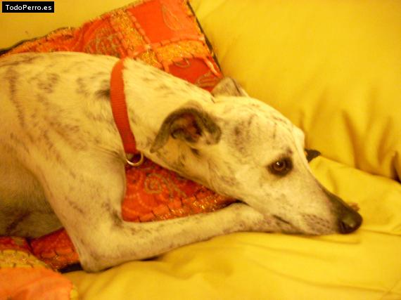 Foto del perro Nuth