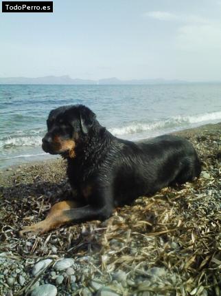 La foto del perro Lokita Foto del perro Lokita