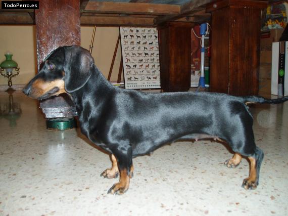 Foto del perro Isis