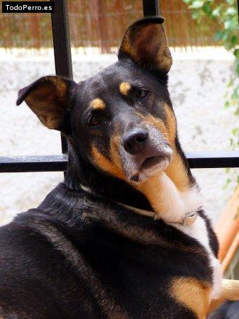 Foto del perro Wally