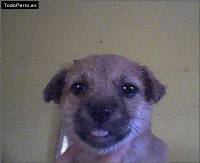 La foto del perro Gordo Foto del perro Gordo