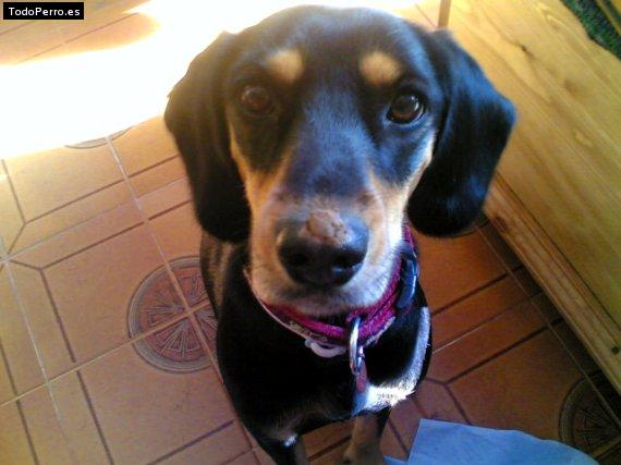 Foto del perro Selma