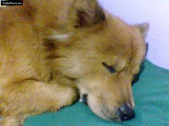 Foto del perro Harry potter