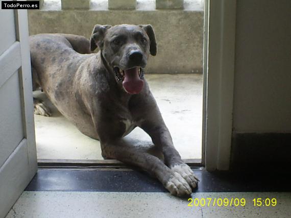 Foto del perro Renata