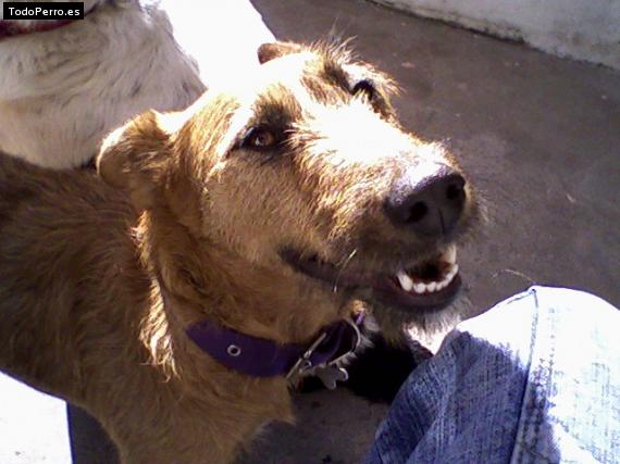 Foto del perro Nena