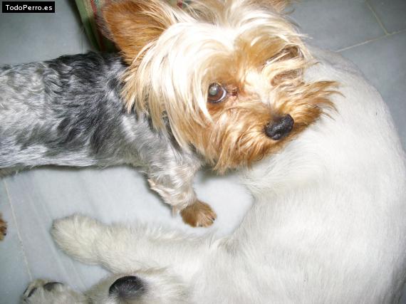 La foto del perro