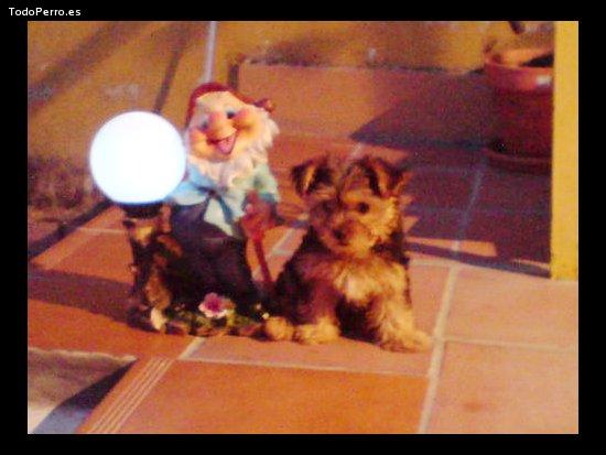 La foto del perro Luk Foto del perro Luk