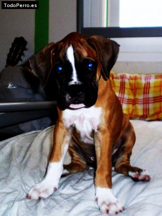Foto del perro Rocco