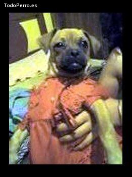 La foto del perro Galleto Foto del perro Galleto