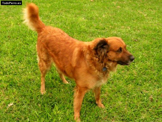 Foto del perro Jacinto