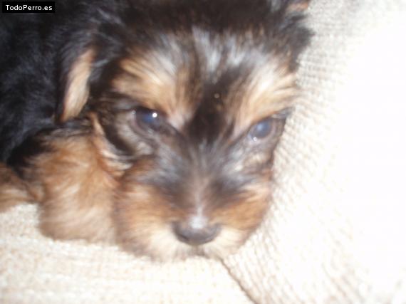 La foto del perro Walle Foto del perro Walle