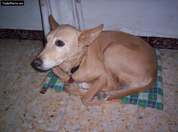 La foto del perro May Foto del perro May