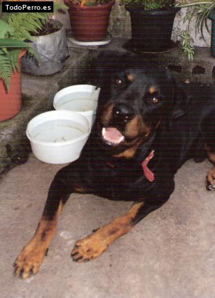 La foto del perro Gaspar Foto del perro Gaspar