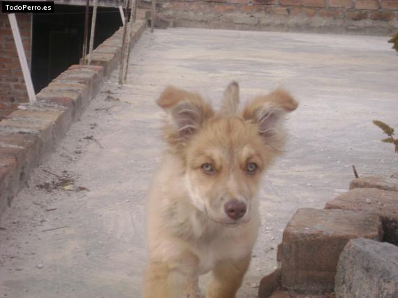 Foto del perro Estrella