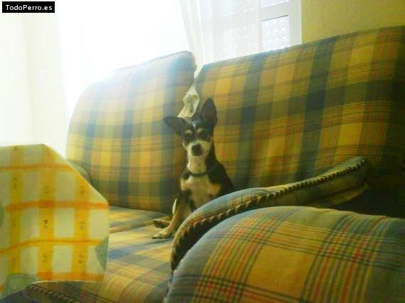 La foto del perro Galy Foto del perro Galy