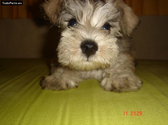 La foto del perro Mac Foto del perro Mac