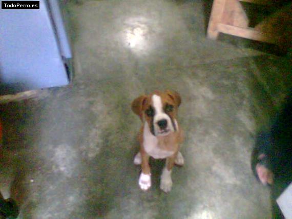 Foto del perro Spike