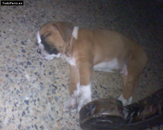 Foto del perro Spike