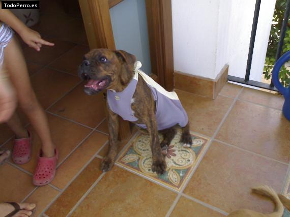 Foto del perro Sira