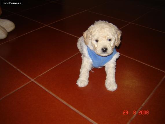 La foto del perro Maks Foto del perro Maks