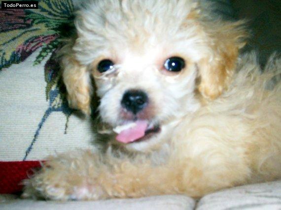 La foto del perro Cinderella Foto del perro Cinderella