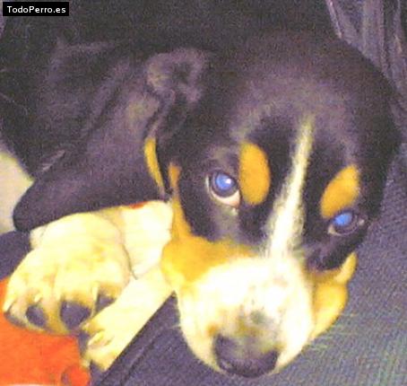 Foto del perro Samy