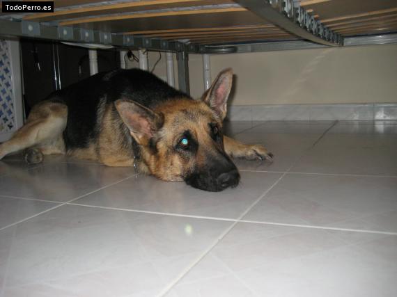 La foto del perro Lobita Foto del perro Lobita