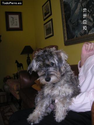 La foto del perro Krinda Foto del perro Krinda