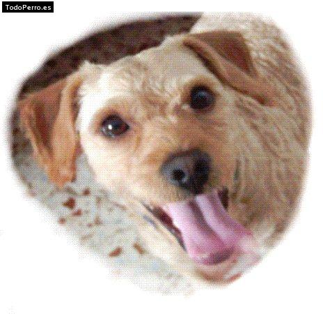 Foto del perro Rubio