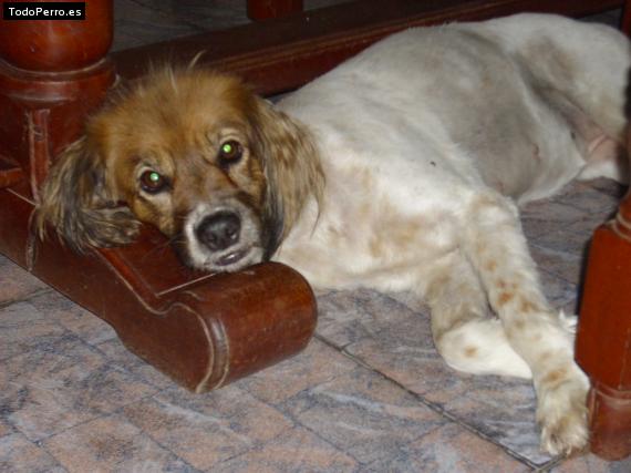 La foto del perro Maggie Foto del perro Maggie