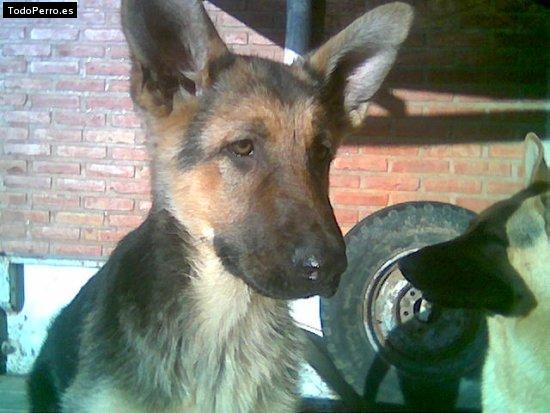 La foto del perro Preta Foto del perro Preta