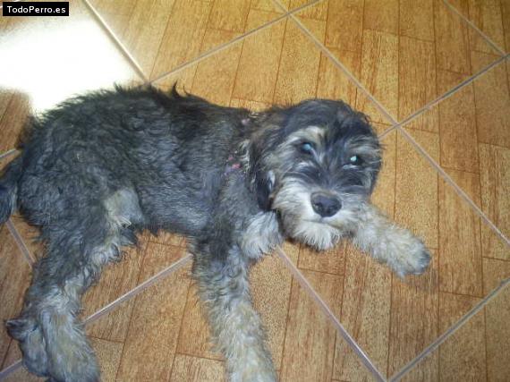 La foto del perro Matias Foto del perro Matias