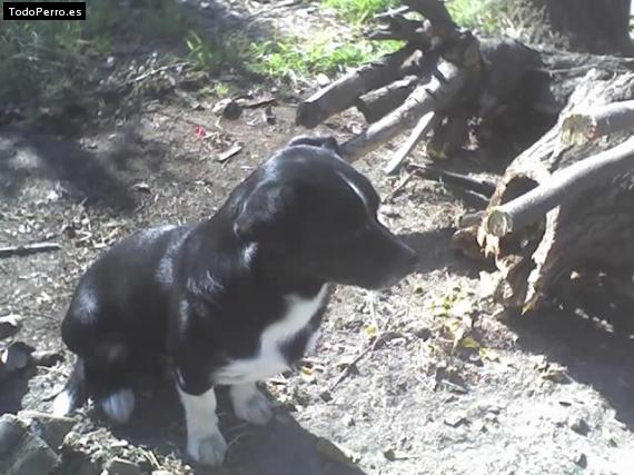 Foto del perro Falucho
