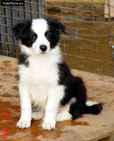 La foto del perro Princesa Foto del perro Princesa