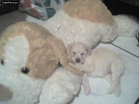 La foto del perro Milu Foto del perro Milu