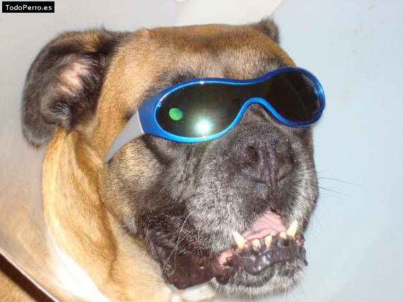 La foto del perro