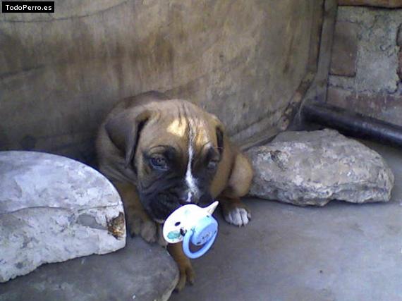 Foto del perro Chans
