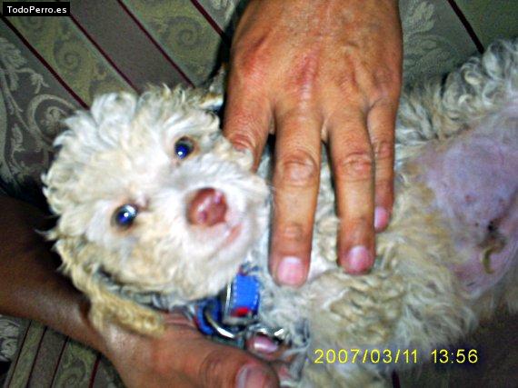 La foto del perro Garu Foto del perro Garu