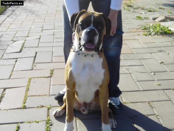 Foto del perro Thayson