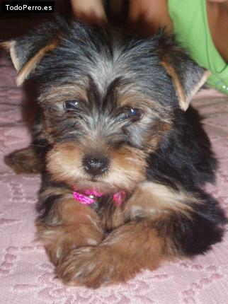 La foto del perro Hannah Foto del perro Hannah