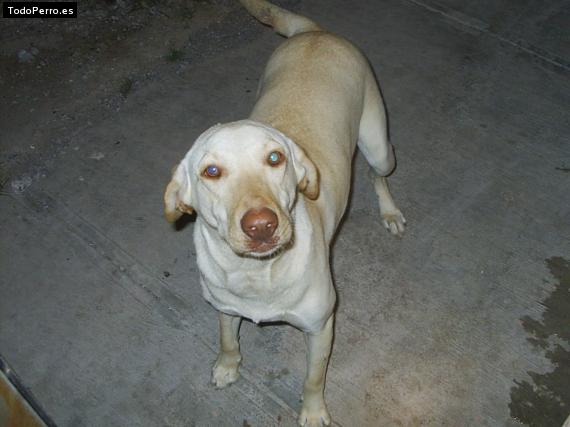 La foto del perro Mandy Foto del perro Mandy