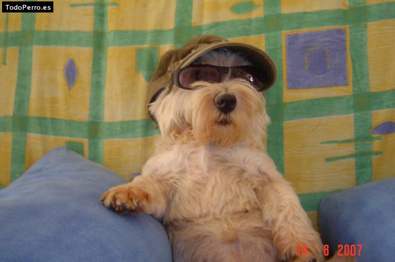 Foto del perro Bianca