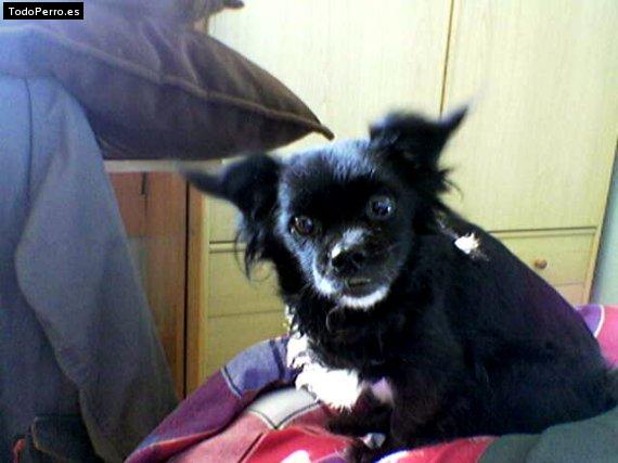 Foto del perro Chispa