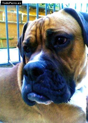 Foto del perro Eydan