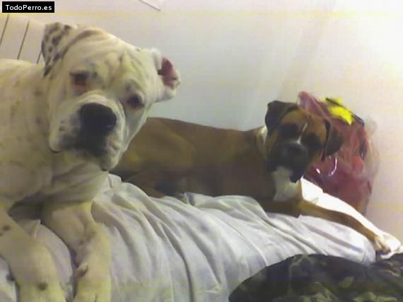 Foto del perro Trasto y copito