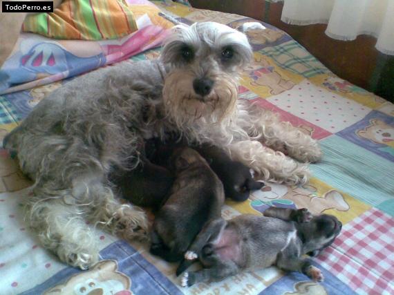 La foto del perro Lana Foto del perro Lana