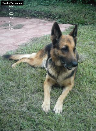 La foto del perro Reina Foto del perro Reina